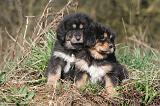 DOGUE DU TIBET 485